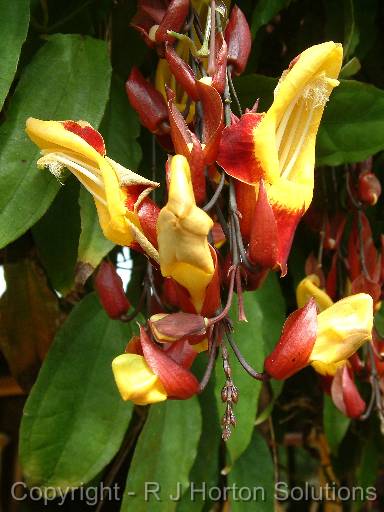 Thunbergia mysoriensis 